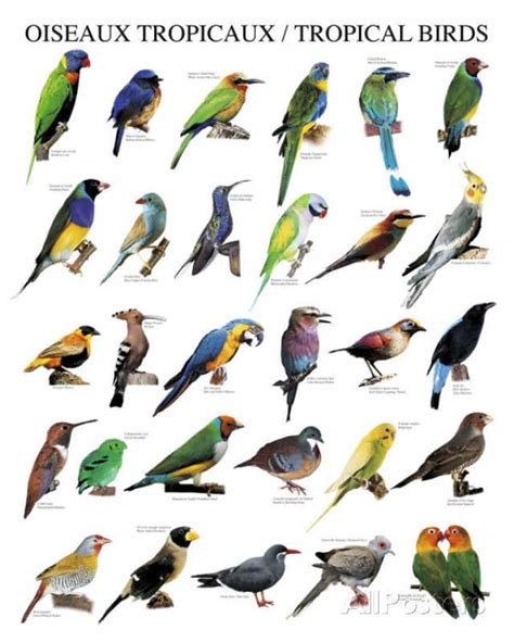 Tropical Birds Posters Bird Poster Tropical Birds