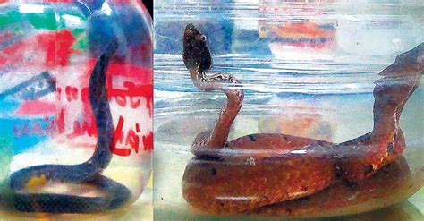 Snakes And Spiders In Baggage Kochi Airport Halts Creepy Crawlies