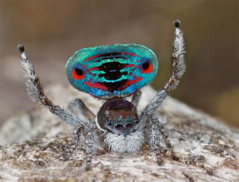 Australia S Peacock Spiders So Cute Even Arachnophobes Will Love Them [photos And Video