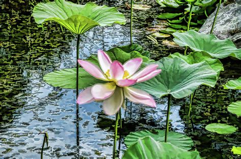 Lotus In The Pond 4 Painting By Jeelan Clark Fine Art America