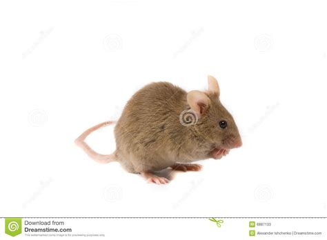 Little Brown Mouse Stock Photos Image 6887133