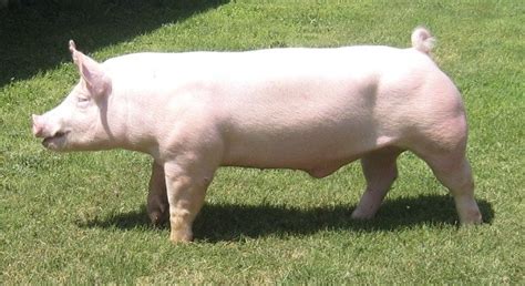 Yorkshire Pig Characteristics Origin Breed Info And Lifespan