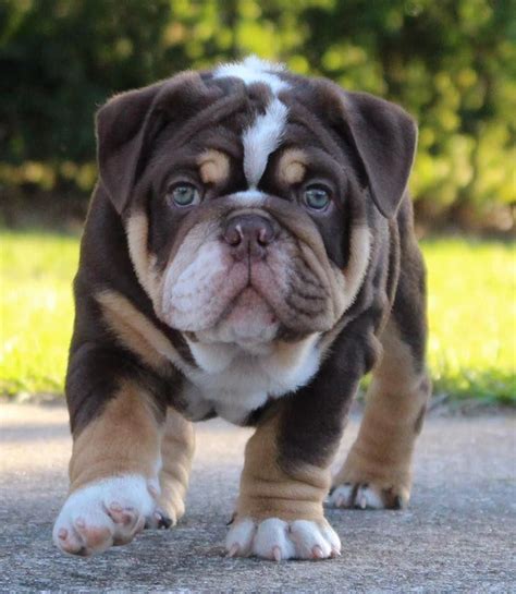 55 Sweet Bulldog Puppies Picture Bleumoonproductions
