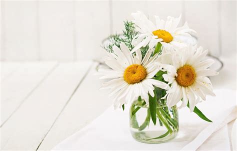 Chamomile Flower Bouquet Wallpapers Wallpaper Cave