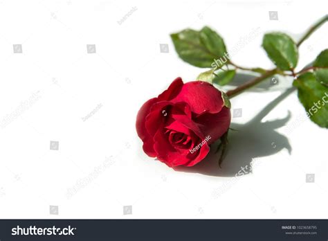 Red Rose Symbol Love Valentine Concept Stock Photo 1023658795