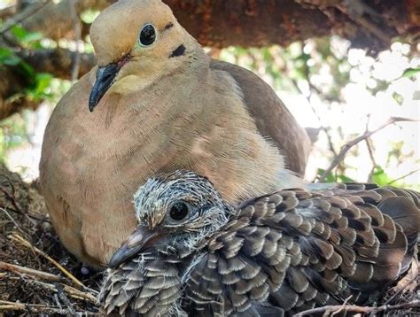 How Long Do Baby Doves Stay In The Nest Montgomery Pecter