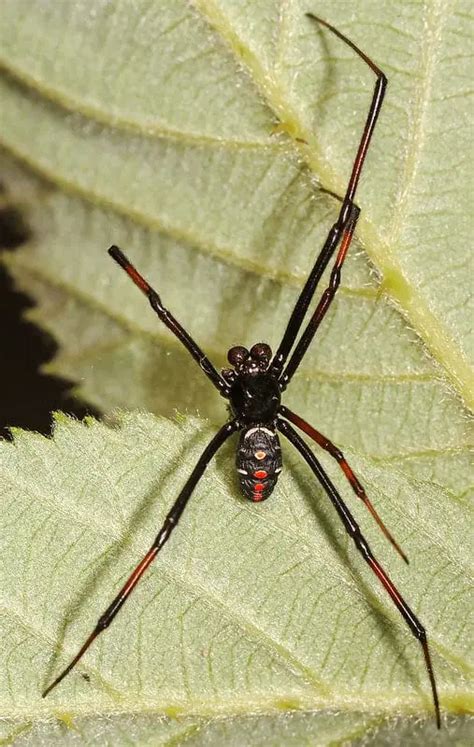Latrodectus Variolus Northern Black Widow Usa Spiders