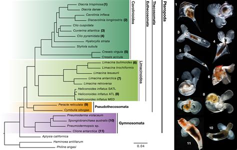 The Origin And Diversification Of Pteropods Precede Past Perturbations