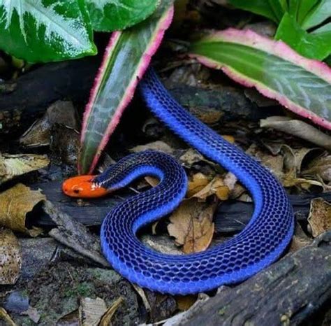 13 Most Beautiful Snakes In The World Facts And 4 Pictures Each