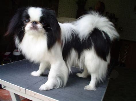 Japanese Chin Dog Breed History And Some Interesting Facts