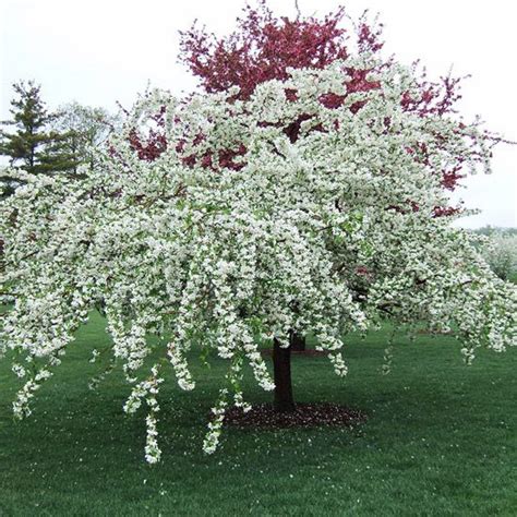 Anne E Anne E Flowering Crabapple Is Sometimes Listed As Anne Or