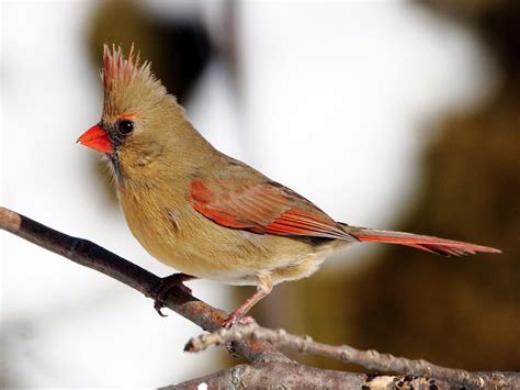 Northern Cardinal Celebrate Urban Birds