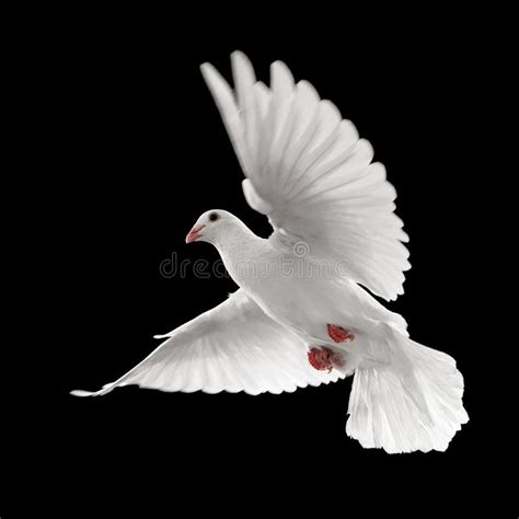 White Dove In Flight Royalty Free Stock Photos Dove Images White