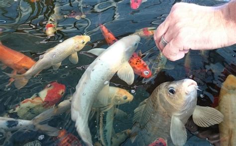 What Do Koi Fish Eat And How To Take Care Of Them 3 Outdoor Ponds