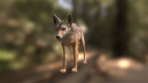 coyote 3d model by ucdavisterc [37e04d8] sketchfab