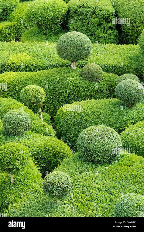 Box Common Buxus Buxus Sempervirens Beauty In Nature Boxwood
