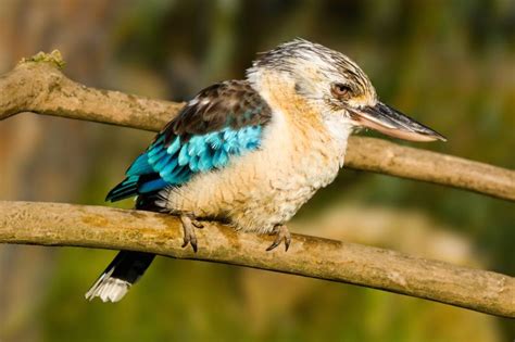 Birdwatching Across Australias Outback Australian Wildlife Journeys