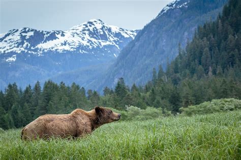 Anne Mckinnell Photography — Khutzeymateen Grizzly Bear Sanctuary
