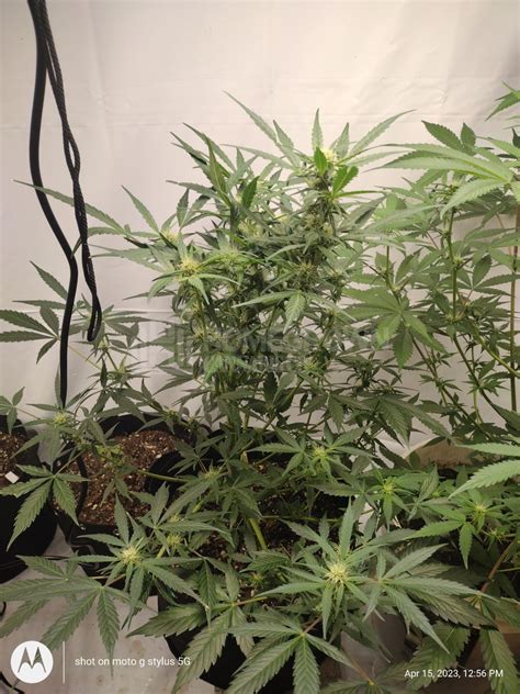 G13 Autoflower Cannabis Seeds Week 6 Grow Journal By Bigmike76 G13