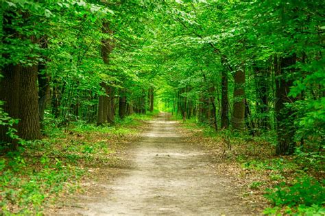 Green Forest The Path Through The Stock Image Colourbox