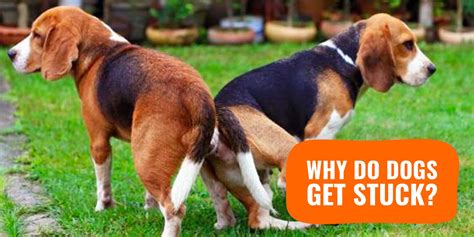 How Long Do Dogs Stay Together After Mating