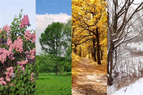 Four Seasons Spring Summer Autumn Winter Stock Image Image Of