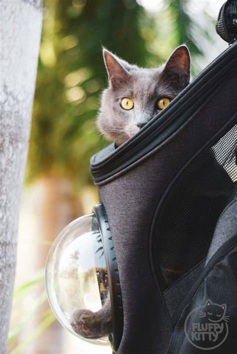 Banned alternative picatrix backpack cat flock goth rucksack bag. FAT CAT Backpack Review (A True Traveler's Cat Backpack ...