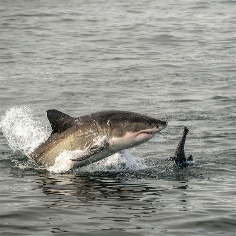 Great White Sharks Attacks Injuries
