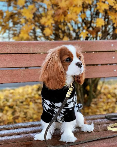 The 17 Cutest Cavalier King Charles Spaniels Currently Online Pettime