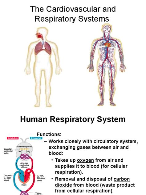 Cardiovascular And Respiratory System Pdf Respiratory Tract