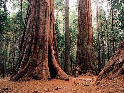 Sequoia Trees Deborah Johnson