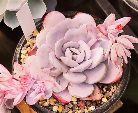 10 Seeds Echeveria Laui Garden Succulents Cute Succulents Exotic