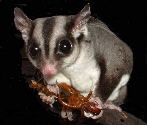 Ecology - Sugar Gliders