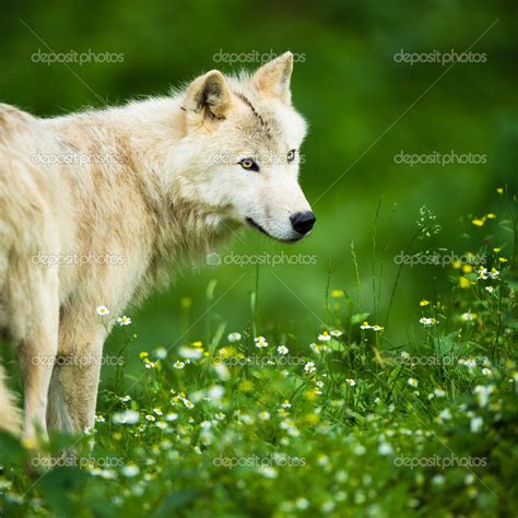 Arctic Wolf Canis Lupus Arctos Aka Polar Wolf Or White Wolf — Stock