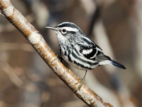 Black And White Warbler Identification All About Birds Cornell Lab Of