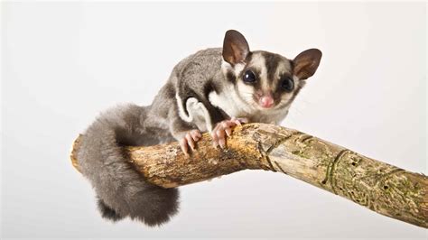 Want A Sugar Glider Heres What You Need To Know First Petsvills