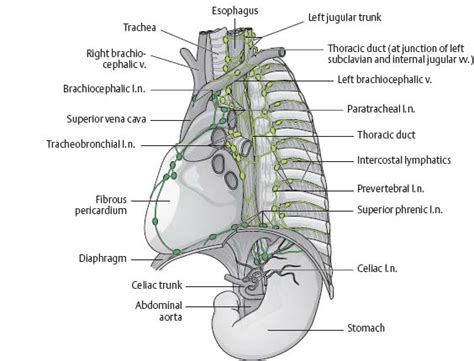 Cardiac Lymph Nodes