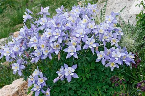 Wwe Wrestlers Profile Colorado State Flower Rocky