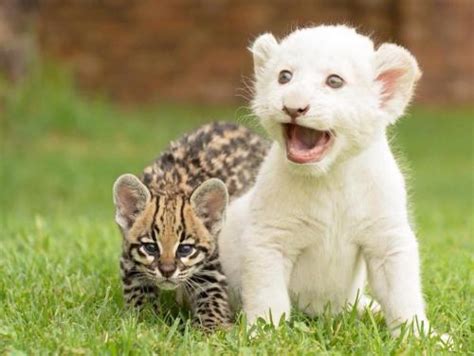 Funny Wildlife Funnywildlife Meow Baby Ocelot And White Lion