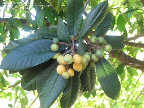 Loquat Japanese Plum Great Tropical Look Fruit Ripens In June In