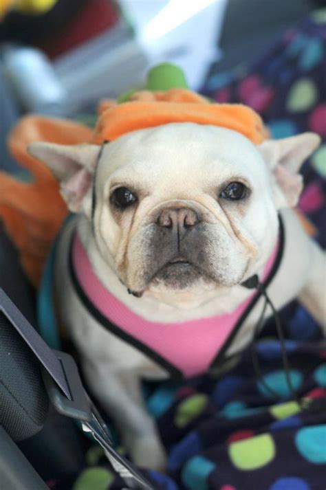 Our paw lu dog swag was a creation of us desiring custom products for our babies. this little one was a rescue | French bulldog funny ...