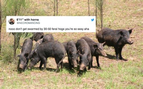 Here Are The Best 30 50 Feral Hogs Memes The Internet Has To Offer