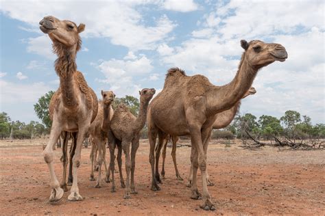 All of the following occur during the exhaustion phase of the general adaptation syndrome except _.(pls help)please select the best answer we're in the know. Thousands of Feral Camels in Australia Have Been Shot Dead ...