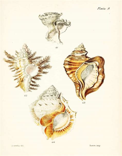 Free Printable Seashell Art Simply Made By Rebecca