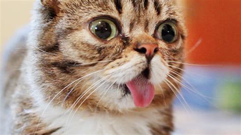 lil bub dies at age 8 fans mourn famous indiana cat