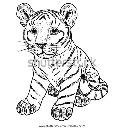 Cute Baby Tiger Cub Drawing Vector Stock Vector Royalty Free