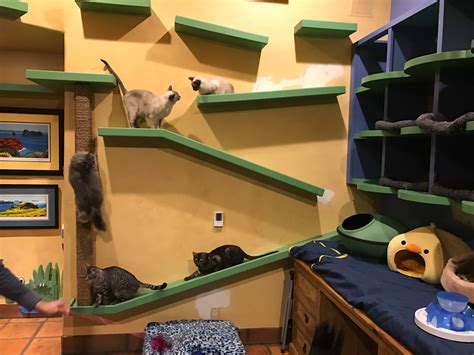 California man builds cat paradise, helps fund FIP research – Adventure