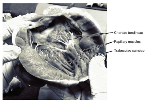Heart Anatomy | Anatomy and Physiology II