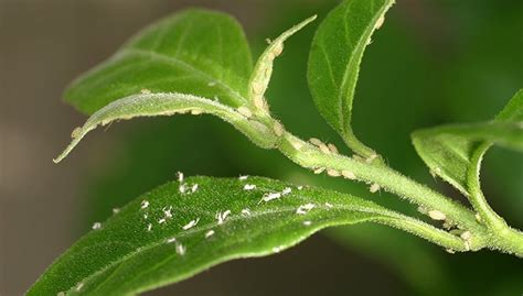 White Mites On Plants Ana Candelaioull