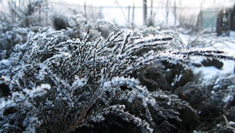 Russia Winter Snow Plants Frost Snowflakes Wallpapers Hd Desktop